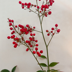 南天　お正月飾り 10枚目の画像