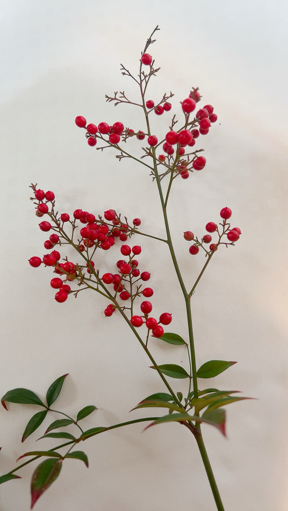 南天　お正月飾り 10枚目の画像