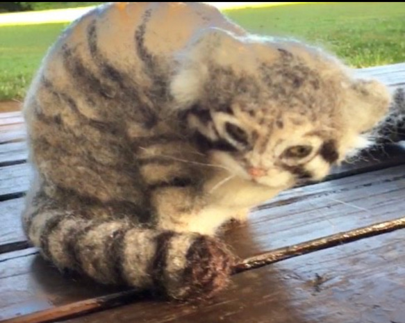 オーダーメイド☆羊毛フェルトのマヌルネコ子猫 5枚目の画像