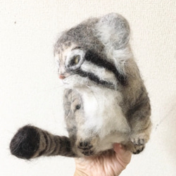オーダーメイド☆羊毛フェルトのマヌルネコ子猫 3枚目の画像