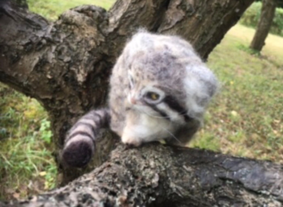 オーダーメイド☆羊毛フェルトのマヌルネコ子猫 12枚目の画像