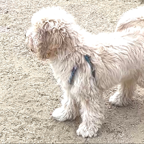 パラコードハーネス・リードセット リード・首輪 やさしいため息 通販