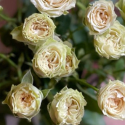 レア切花品種・薔薇★淡緑色の爽やか可憐なバラ（Vertique）★５号ロングスリット鉢植え 4枚目の画像