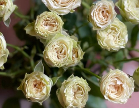 レア切花品種・薔薇★淡緑色の爽やか可憐なバラ（Vertique）★５号ロングスリット鉢植え 4枚目の画像
