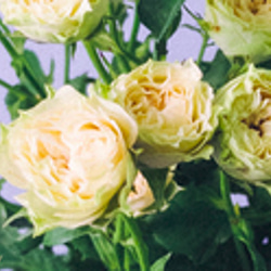 レア切花品種・薔薇★淡緑色の爽やか可憐なバラ（Vertique）★５号ロングスリット鉢植え 2枚目の画像