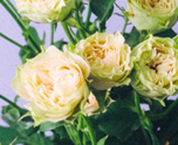 レア切花品種・薔薇★淡緑色の爽やか可憐なバラ（Vertique）★５号ロングスリット鉢植え 2枚目の画像