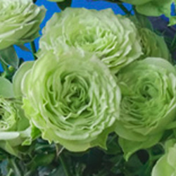 レア切花品種・薔薇★淡緑色の爽やか可憐なバラ（Vertique）★５号ロングスリット鉢植え 3枚目の画像