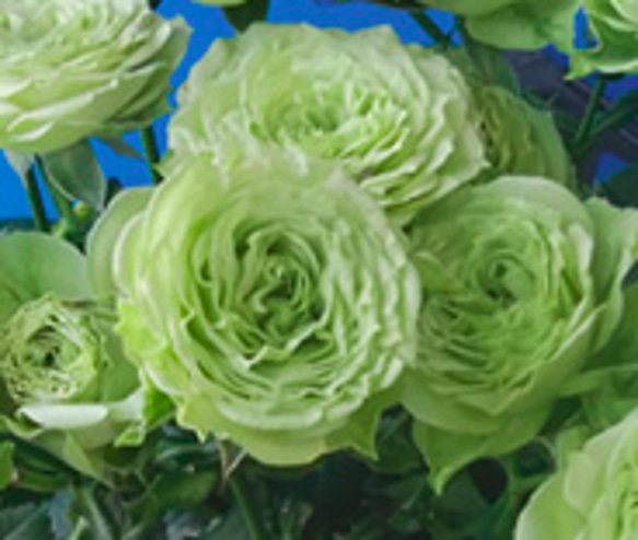 レア切花品種・薔薇★淡緑色の爽やか可憐なバラ（Vertique）★５号ロングスリット鉢植え 3枚目の画像