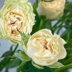 レア切花品種・薔薇★淡緑色の爽やか可憐なバラ（Vertique）★５号ロングスリット鉢植え 1枚目の画像