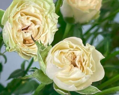数量限定セール  レア切花品種・薔薇☆淡緑色の爽やか可憐なバラ（Vertique）☆5 花
