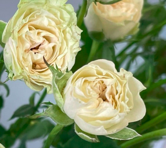 レア切花品種・薔薇★淡緑色の爽やか可憐なバラ（Vertique）★５号ロングスリット鉢植え 1枚目の画像