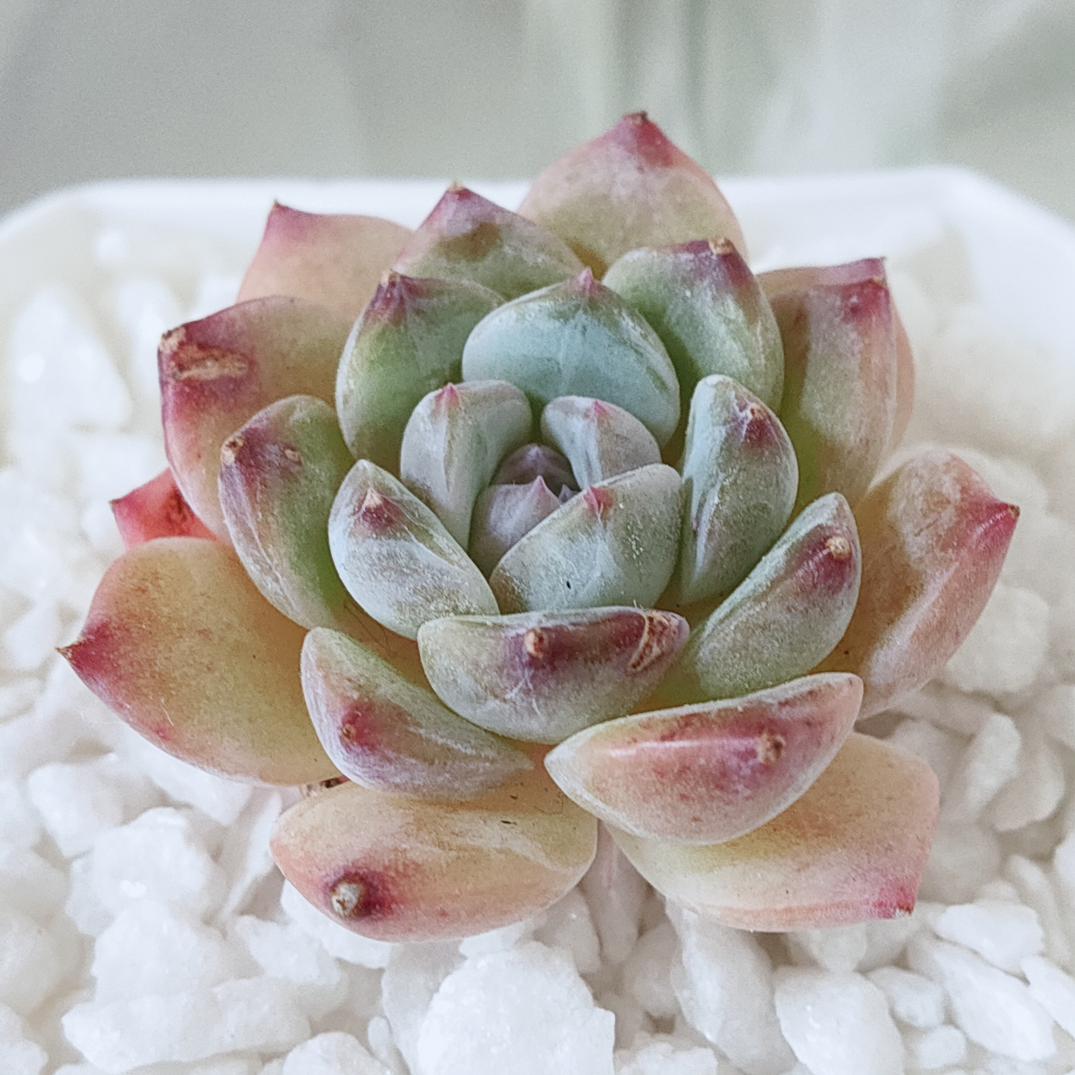 多肉植物【シュガークリスタル】（氷砂糖水晶）　抜き苗 シュガークリスタルどっちが好き⁉️ | 多肉植物専門店Lumiere