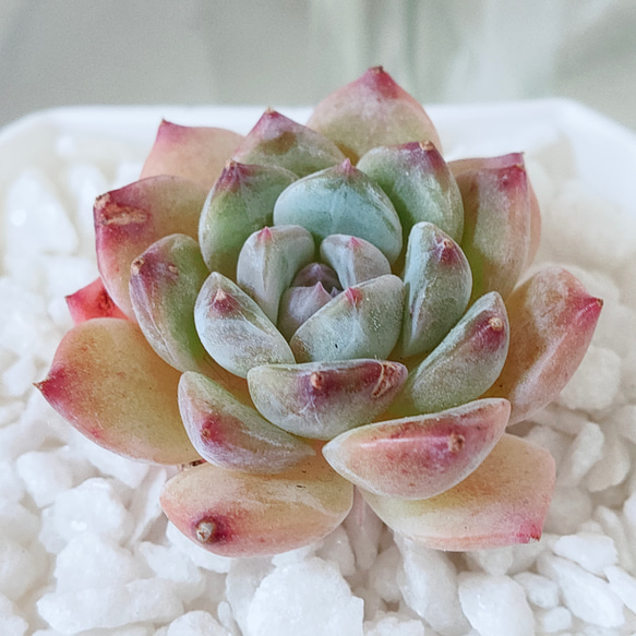 シュガークリスタル【エケベリア 多肉植物】 多肉植物 エケベリア