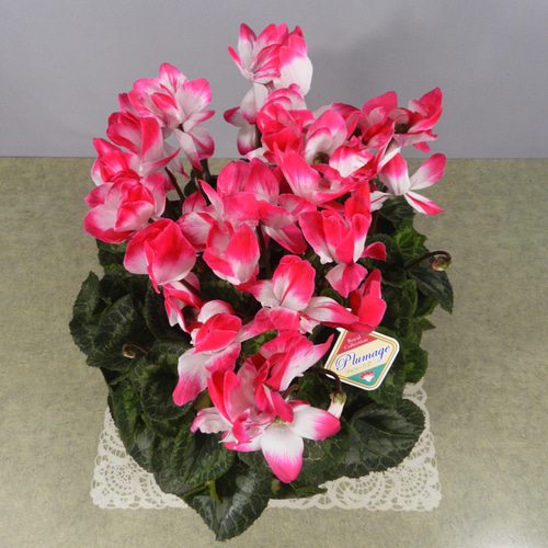 ☆ENGEI ichioki☆シクラメン「プルマージュ・ロイヤルピンク・6号鉢