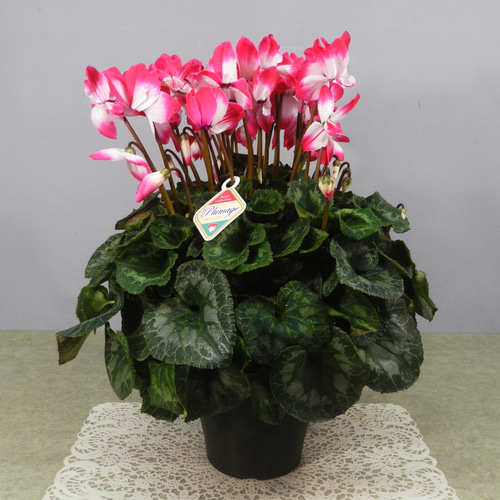 まさまる様専用 シクラメン フリル レジーナ 5号 ルチア 6号 2鉢