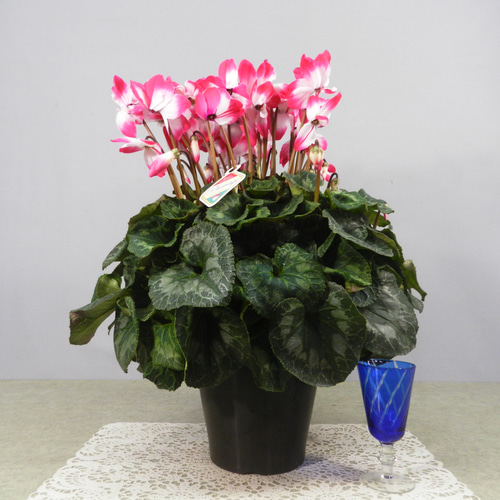 ☆ENGEI ichioki☆シクラメン「プルマージュ・ロイヤルピンク・6号鉢