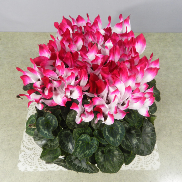 ☆ENGEI ichioki☆シクラメン「品種名：インディアカ」鉢花02