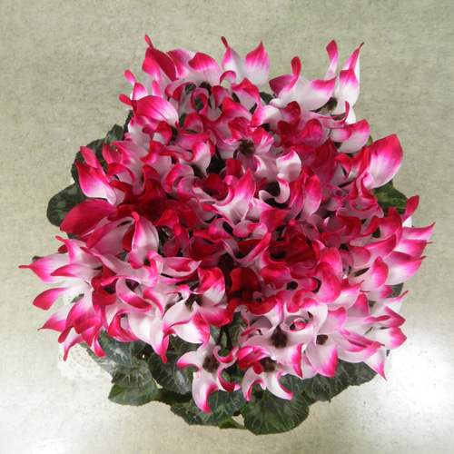 ☆ENGEI ichioki☆シクラメン「品種名：インディアカ」鉢花02