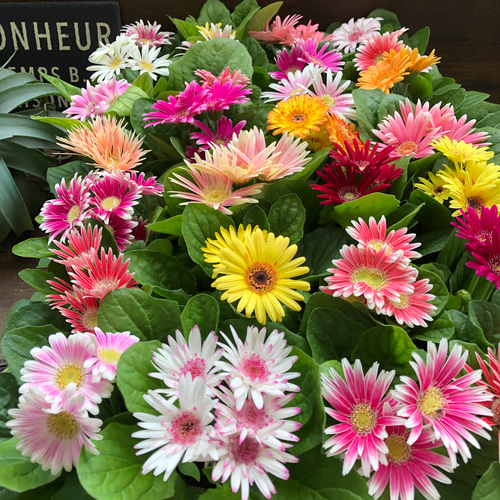 ガーベラ2個セット♡カラフル♡ガーデニング♡花壇に♡ アート