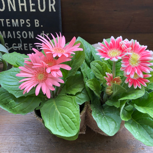 ガーベラ　2本セット ガーベラ2個セット♡カラフル♡ガーデニング♡花壇に♡ アート