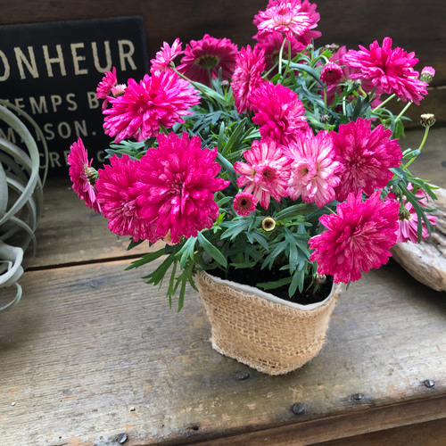 フランボワーズスフレ♡マーガレット♡八重咲き♡ボリュームあり