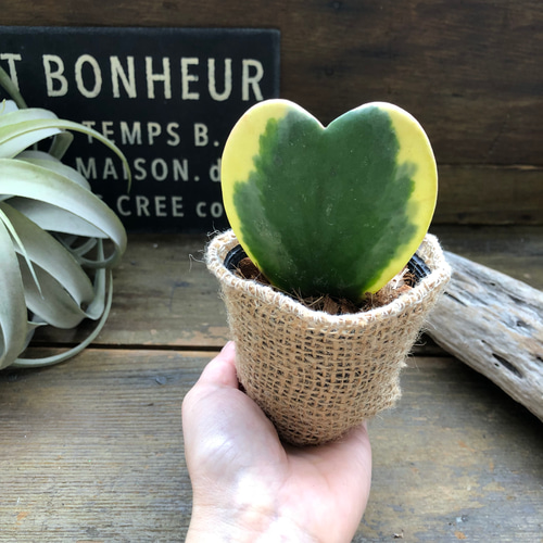 ラブラブハート♡斑入りホヤ♡ハート型の葉♡ホヤ♡観葉植物
