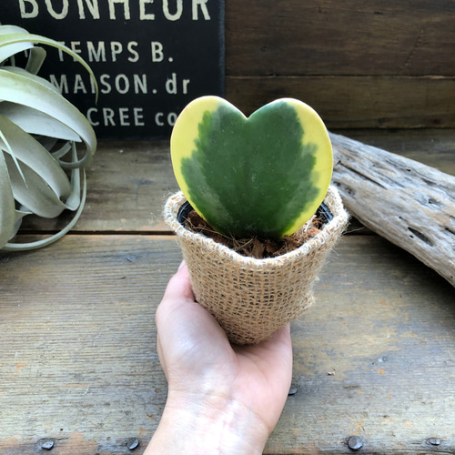 ラブラブハート♡斑入りホヤ♡ハート型の葉♡ホヤ♡観葉植物