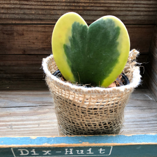 ラブラブハート♡斑入りホヤ♡ハート型の葉♡ホヤ♡観葉植物