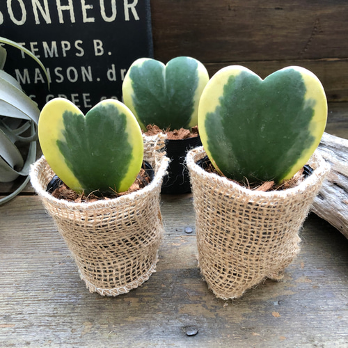 ラブラブハート♡斑入りホヤ♡ハート型の葉♡ホヤ♡観葉植物