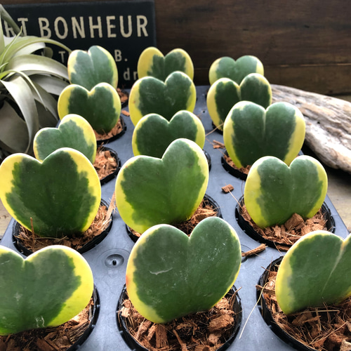 ラブラブハート♡斑入りホヤ♡ハート型の葉♡ホヤ♡観葉植物