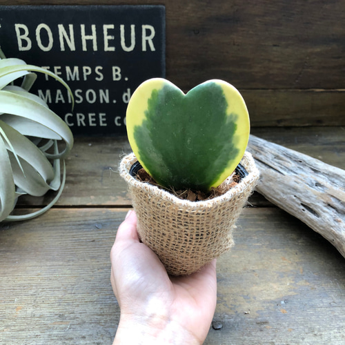 希少✧人気インテリア(❁ᴗ͈ˬᴗ͈) ラブリーハート 斑入り 71cm 希少✧人気インテリア(❁ᴗ͈ˬᴗ͈) ラブリーハート 斑入り 71cm