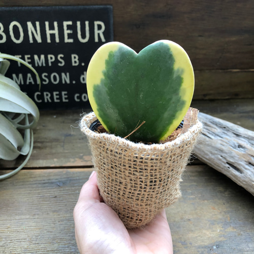 ラブラブハート♡斑入りホヤ♡ハート型の葉♡ホヤ♡観葉植物