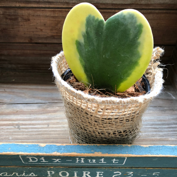 ラブラブハート♡斑入りホヤ♡ハート型の葉♡ホヤ♡観葉植物