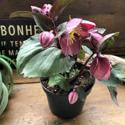 初のクリスマスローズ♡氷の薔薇ナイチンゲール 育て始めました