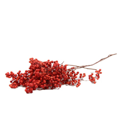 地球農場！永生花「胡椒莓紅半束」Preza 胡椒莓材料標本館時尚 第2張的照片