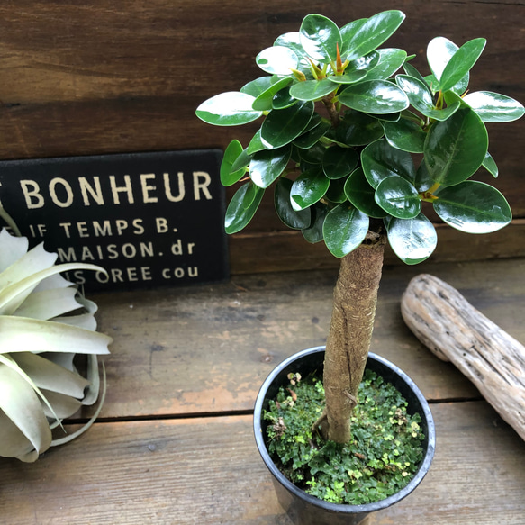 木立のパンダガジュマル♡即完売♡観葉植物♡インテリア アート