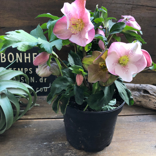 散らず桜♡超希少品種♡クリスマスローズ♡観葉植物 アートフラワー