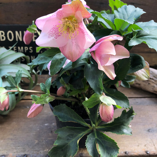 散らず桜♡超希少品種♡クリスマスローズ♡観葉植物 アートフラワー