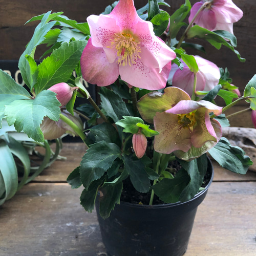 散らず桜♡超希少品種♡クリスマスローズ♡観葉植物 アートフラワー