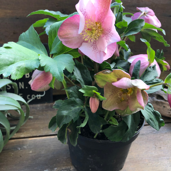 散らず桜♡超希少品種♡クリスマスローズ♡観葉植物 7枚目の画像