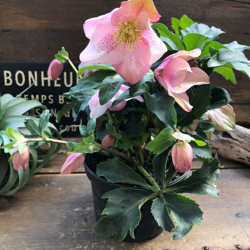 散らず桜♡超希少品種♡クリスマスローズ♡観葉植物 アート
