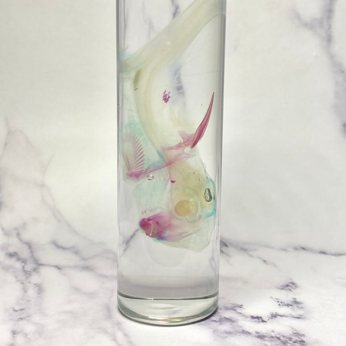 激レア!?】【深海魚】透明標本(ギンザメ 全長約115mm) (通常品) その他