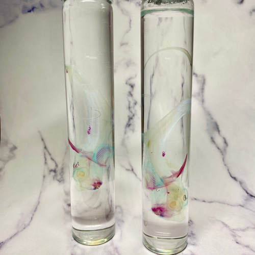 激レア!?】【深海魚】透明標本(ギンザメ 全長約115mm) (通常品 激レア!?】【深海魚】透明標本(ギンザメ 全長約115mm) (通常品