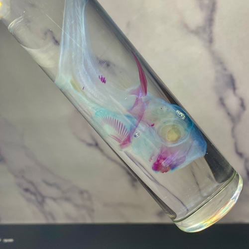 激レア!?】【深海魚】透明標本(ギンザメ 全長約115mm) (通常品) その他