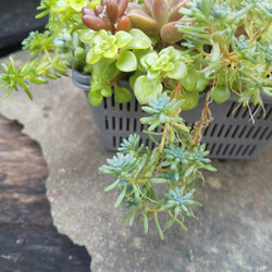 多肉植物 グレーカラーのカゴの寄せ植え 4枚目の画像