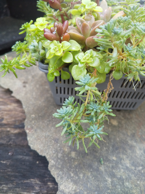 多肉植物 グレーカラーのカゴの寄せ植え 4枚目の画像