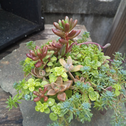 多肉植物 グレーカラーのカゴの寄せ植え 2枚目の画像