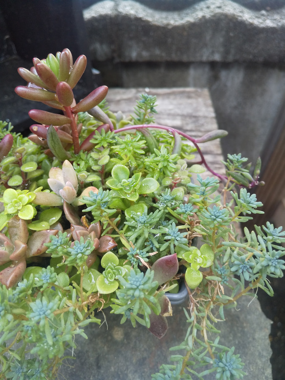 多肉植物 グレーカラーのカゴの寄せ植え 3枚目の画像