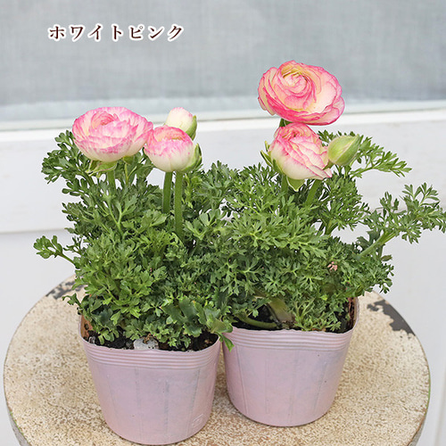 花苗 ラナンキュラス スプリンクル ピンク イエロー ホワイト 花苗 ラナンキュラス スプリンクル ピンク イエロー ホワイト