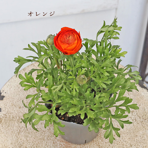 花苗 ラナンキュラス スプリンクル 3.5号 八重咲き 宿根草 ピンク